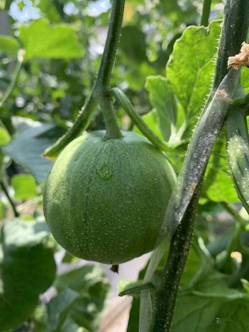 娱乐圈吃瓜模板制作,揭秘明星们的幕后恩怨与情感纠葛